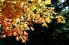 Burning Leaves web_3064.jpg (99343 bytes)