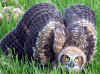 FM Owl_0329.jpg (97204 bytes)