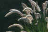 Grass Morning Sun_2663.jpg (91039 bytes)