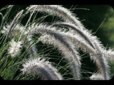 Grass with Dew