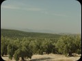 171 Olive tree countryside