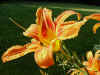 web Flower1.jpg (63236 bytes)