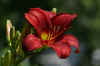 web Lilly_1523.JPG (31875 bytes)