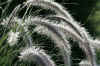 web dew on grass Img_2500.jpg (96827 bytes)